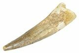 Fossil Spinosaurus Tooth - Real Dinosaur Tooth #363096-1
